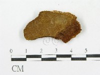 藏品(木層孔菌屬)的圖片