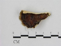 藏品(相鄰小孔菌)的圖片