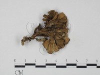 藏品(棕色革菌)的圖片