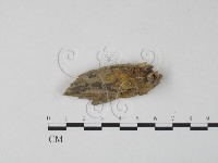 藏品(銀耳屬)的圖片