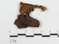 藏品(粉褶菌屬)的圖片