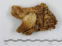 藏品(紅菇屬)的圖片