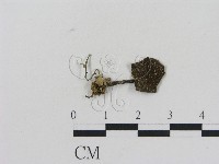 藏品(乳菇屬)的圖片