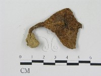 藏品(乳菇屬)的圖片