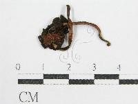 藏品(鬼傘屬)的圖片