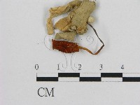 藏品(小皮傘屬)的圖片