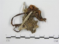 藏品(粉褶菌屬)的圖片