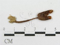 藏品(粉褶菌屬)的圖片