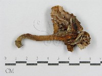 藏品(紅菇屬)的圖片