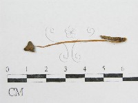 藏品(鬼傘屬)的圖片