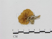 藏品(小菇屬)的圖片