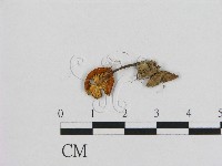 藏品(小皮傘屬)的圖片