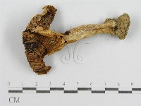 藏品(紅菇屬)的圖片