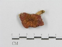 藏品(紅菇屬)的圖片