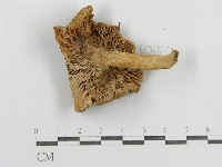 藏品(紅菇屬)的圖片