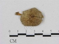 藏品(小菇屬)的圖片