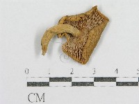 藏品(紅菇屬)的圖片