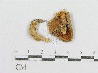 藏品(紅菇屬)的圖片