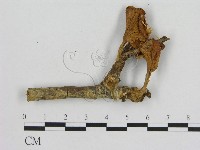 藏品(小菇屬)的圖片