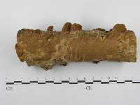 藏品(木層孔菌屬)的圖片