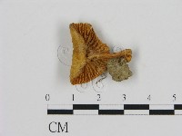 藏品(濕傘屬)的圖片