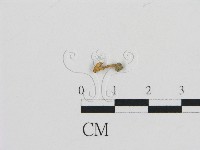 藏品(濕傘屬)的圖片