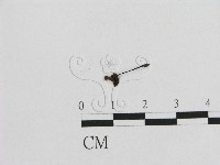 藏品(小皮傘屬)的圖片