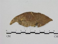 藏品(小菇屬)的圖片