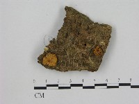 藏品(小菇屬)的圖片