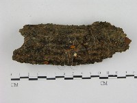 藏品(小菇屬)的圖片