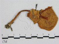 藏品(小皮傘屬)的圖片