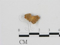 藏品(濕傘屬)的圖片