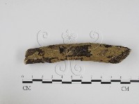 藏品(炭角菌屬)的圖片