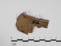 藏品(炭角菌屬)的圖片