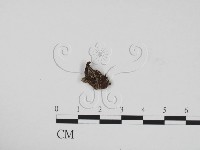 藏品(炭角菌屬)的圖片