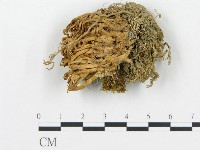 藏品(珊瑚菌屬)的圖片