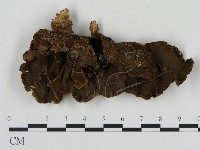 藏品(刺革菌屬)的圖片