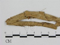 藏品(小皮傘屬)的圖片