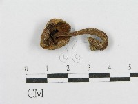 藏品(絨蓋牛肝菌屬)的圖片