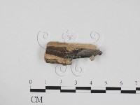 藏品(炭角菌屬)的圖片