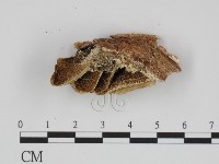 藏品(附毛菌屬)的圖片