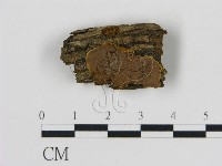 藏品(刺革菌屬)的圖片