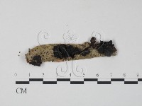 藏品()的圖片