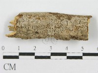 藏品(筍殼菌屬)的圖片