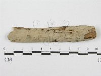 藏品(筍殼菌屬)的圖片