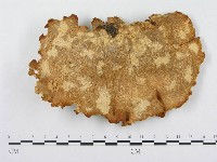 藏品(多孔菌屬)的圖片