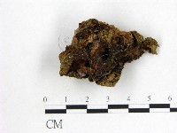 藏品(木耳屬)的圖片