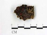 藏品(木耳屬)的圖片