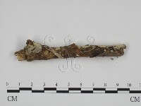 藏品(叉絲革菌屬)的圖片