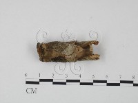 藏品(韌革菌屬)的圖片